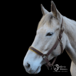 licol nylon