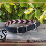 Collier de chien Brédies